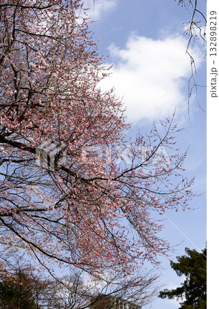 靖国神社　神池庭園の桜 132898219
