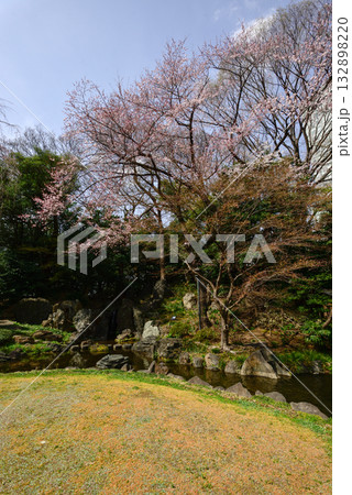 靖国神社 神池庭園の桜 靖国神社 神池庭園の桜 132898220