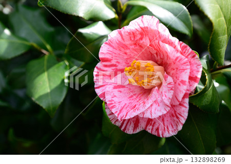 靖国神社　椿 132898269