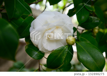 靖国神社　椿 132898273