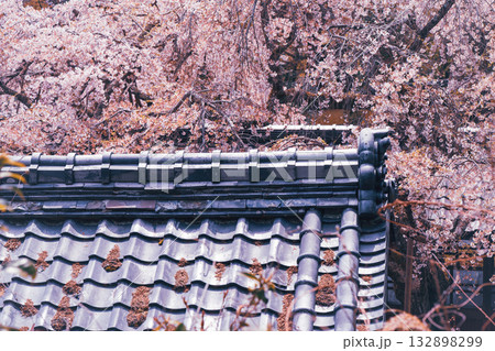 京都市西京区大原野にある十輪寺の桜を撮影 132898299