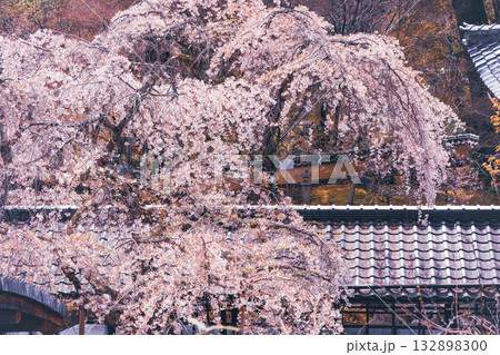 京都市西京区大原野にある十輪寺の桜を撮影 京都市西京区大原野にある十輪寺の桜を撮影 132898300