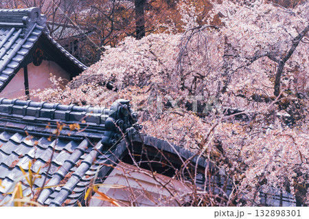 京都市西京区大原野にある十輪寺の桜を撮影 132898301