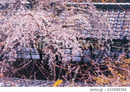 京都市西京区大原野にある十輪寺の桜を撮影 京都市西京区大原野にある十輪寺の桜を撮影 132898302
