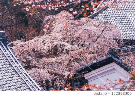 京都市西京区大原野にある十輪寺の桜を撮影 132898306
