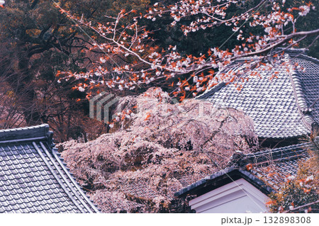 京都市西京区大原野にある十輪寺の桜を撮影 京都市西京区大原野にある十輪寺の桜を撮影 132898308