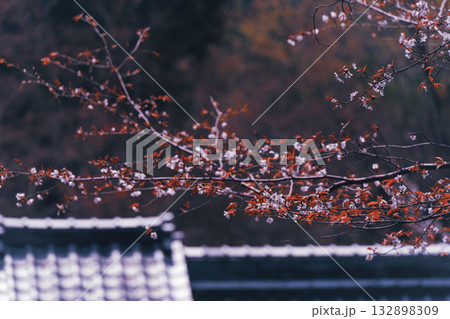 京都市西京区大原野にある十輪寺の桜を撮影 132898309