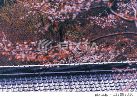 京都市西京区大原野にある十輪寺の桜を撮影 132898310