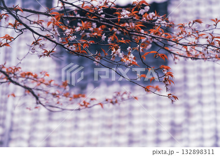 京都市西京区大原野にある十輪寺の桜を撮影 132898311