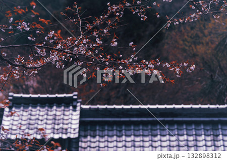 京都市西京区大原野にある十輪寺の桜を撮影 132898312