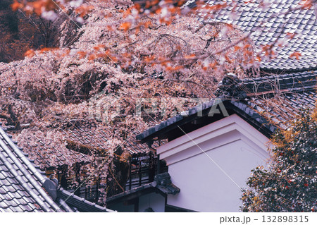 京都市西京区大原野にある十輪寺の桜を撮影 132898315