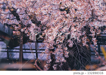 京都市西京区大原野にある十輪寺の桜を撮影 132898316