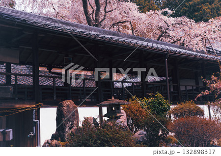 京都市西京区大原野にある十輪寺の桜を撮影 京都市西京区大原野にある十輪寺の桜を撮影 132898317
