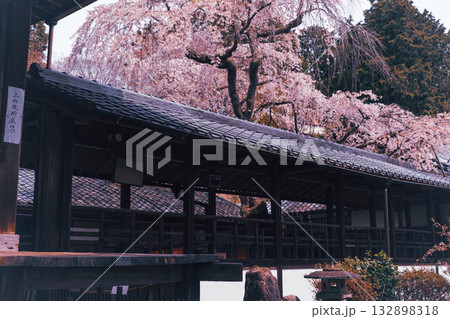 京都市西京区大原野にある十輪寺の桜を撮影 132898318