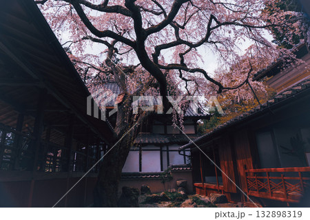 京都市西京区大原野にある十輪寺の桜を撮影 132898319