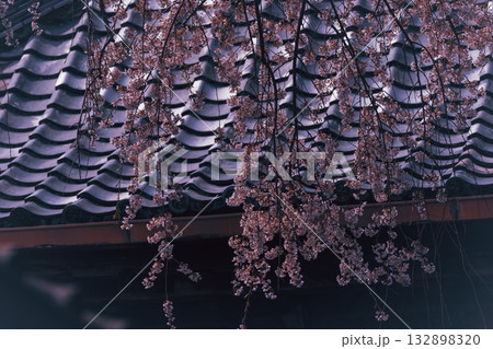 京都市西京区大原野にある十輪寺の桜を撮影 132898320