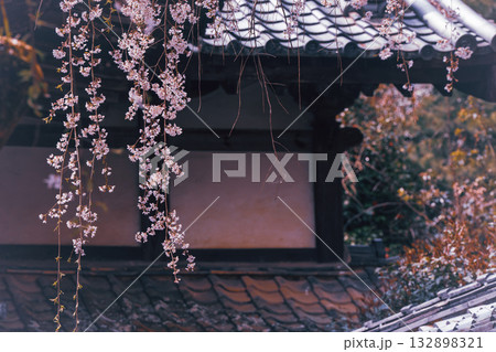 京都市西京区大原野にある十輪寺の桜を撮影 132898321