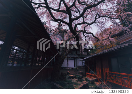 京都市西京区大原野にある十輪寺の桜を撮影 京都市西京区大原野にある十輪寺の桜を撮影 132898326