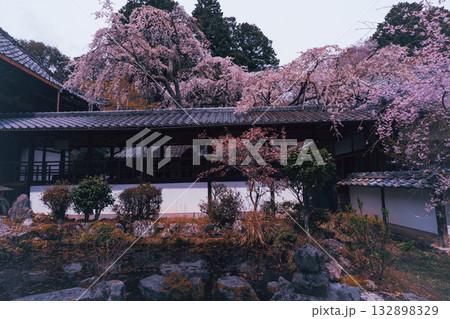 京都市西京区大原野にある十輪寺の桜を撮影 132898329