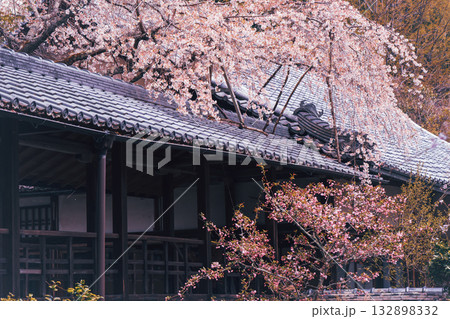 京都市西京区大原野にある十輪寺の桜を撮影 京都市西京区大原野にある十輪寺の桜を撮影 132898332