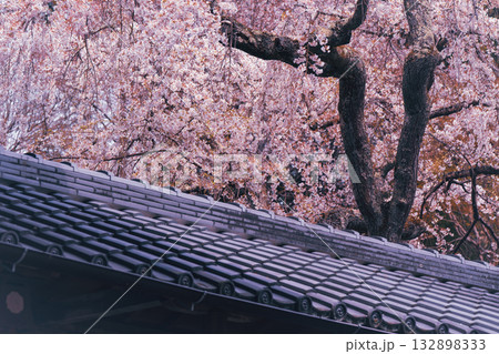 京都市西京区大原野にある十輪寺の桜を撮影 京都市西京区大原野にある十輪寺の桜を撮影 132898333