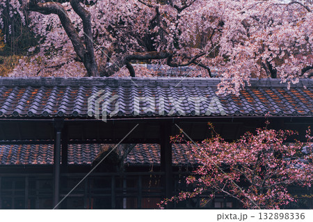 京都市西京区大原野にある十輪寺の桜を撮影 132898336