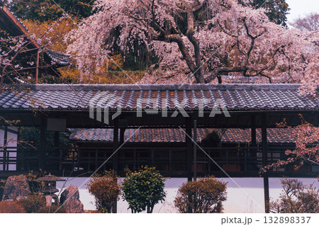 京都市西京区大原野にある十輪寺の桜を撮影 132898337