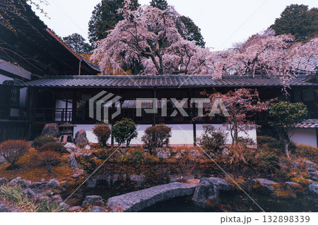 京都市西京区大原野にある十輪寺の桜を撮影 132898339