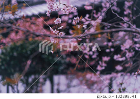 京都市西京区大原野にある十輪寺の桜を撮影 京都市西京区大原野にある十輪寺の桜を撮影 132898341