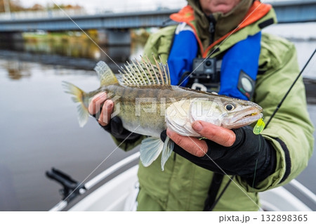 Angler displaying a caught zander fish on a river, showcasing successful fishing day. Angler displaying a caught zander fish on a river, showcasing successful fishing day. 132898365