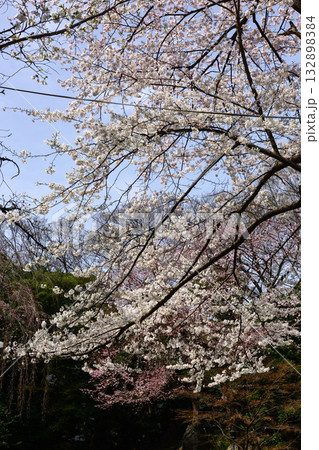 靖国神社　桜 132898384
