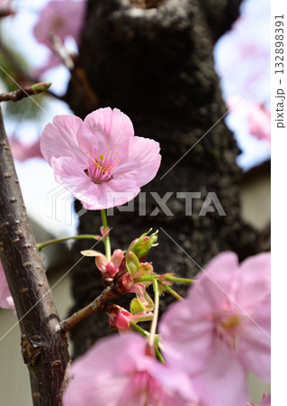靖国神社　桜 132898391