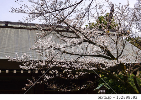 靖国神社 桜 靖国神社 桜 132898392