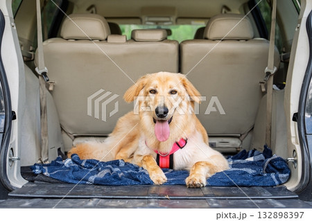 Hovawart Dog Relaxing in Car Trunk on Blanket, Ready for Adventure. Pet Travel Safety 132898397
