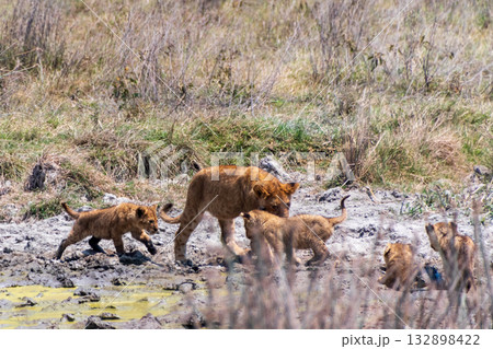 Lion Cubs in the Ngorogoro Crater 132898422