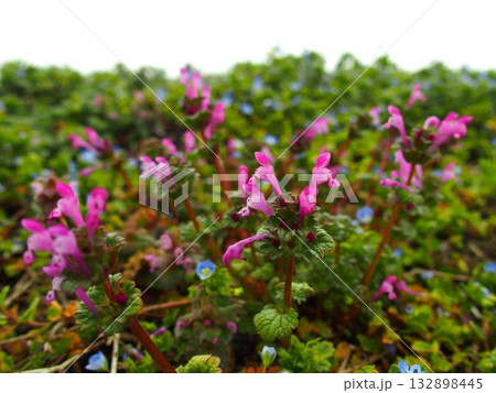 春の野原のホトケノザの咲く風景 132898445