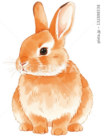 オレンジ毛のうさぎ水彩画 オレンジ毛のうさぎ水彩画 132898538