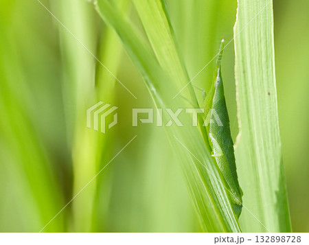 葉に止まるバッタ 132898728