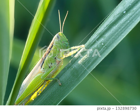 葉に止まるバッタ 132898730