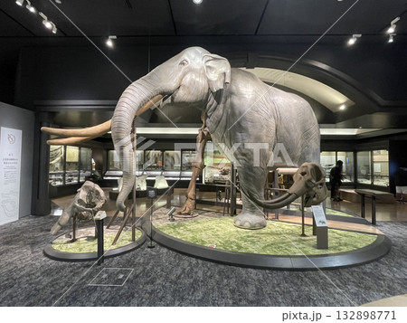 琵琶湖県立博物館　ツダンスキーゾウ 132898771