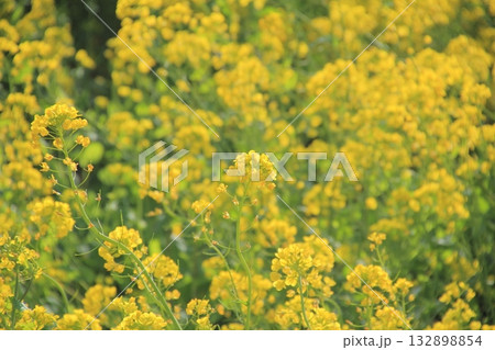 愛媛県伊予市 閏住の菜の花畑 愛媛県伊予市 閏住の菜の花畑 132898854