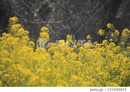 愛媛県伊予市 閏住の菜の花畑 愛媛県伊予市 閏住の菜の花畑 132898855
