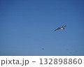 大空を舞うカツオドリ 132898860