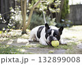ボールで遊ぶフレンチブルドック ボールで遊ぶフレンチブルドック 132899008