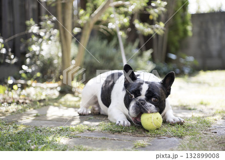 ボールで遊ぶフレンチブルドック 132899008