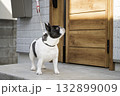 玄関先のフレンチブルドック 玄関先のフレンチブルドック 132899009