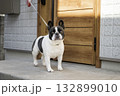 玄関先のフレンチブルドック 玄関先のフレンチブルドック 132899010