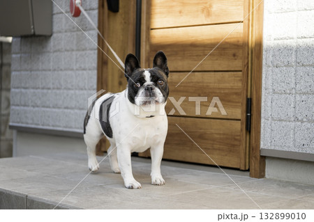 玄関先のフレンチブルドック 132899010