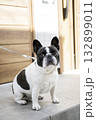玄関先のフレンチブルドック 玄関先のフレンチブルドック 132899011