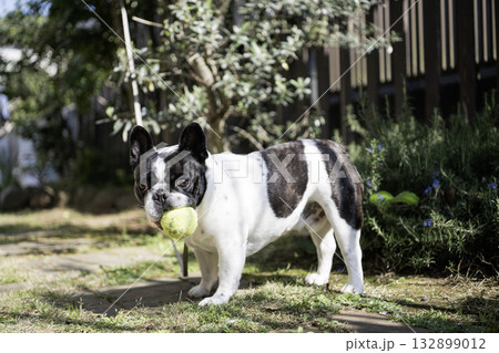 ボールで遊ぶフレンチブルドック 132899012